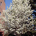 Chanticleer Pear