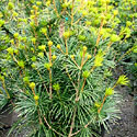 Sciadopitys 'Wintergreen'