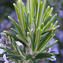 Rosemary
