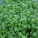 Thyme