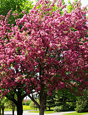 Flowering Crabapple
