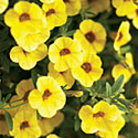 Superbells Calibrachoa