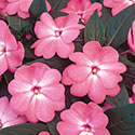 Infinity Impatiens