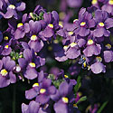 Blue Bird Nemesia