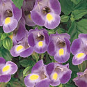 Catalina Torenia