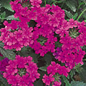 Superbena Verbena
