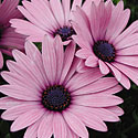 Osteospermum