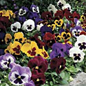 Pansies