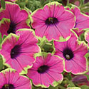 Supertunia Petunias