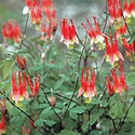 Little Lanterns Columbine