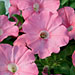 Petunia 'Supertunia Bermuda Beach'