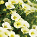 Calibrachoa 'Superbells Yellow Chiffon'