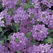 Verbena 'Superbena Large Lilac Blue'
