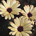 Osteospermum 'Peach Symphony'