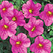 Calibrachoa 'Superbells Pink'