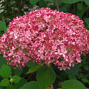 Invincibelle Spirit Hydrangea