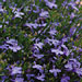 Lobelia 'Laguna Sky Blue'