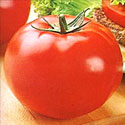 Big Beef Tomato