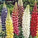 Popicle Lupine