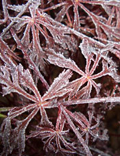 Frost Damage