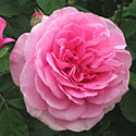 Gertrude Jekyll Rose