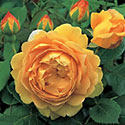 Golden Celebration Rose