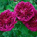 William Shakespeare 2000 Rose