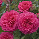 Sir John Betjeman Rose