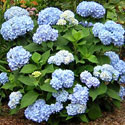 Endless Summer Hydrangea