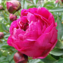 'Kansas' Peony