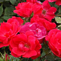 Knock Out Roses