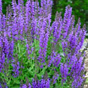 'May Night' Salvia