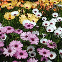 Osteospermum
