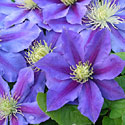 'Clematis