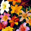 Daylilies