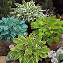 Hosta
