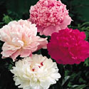 Peonies