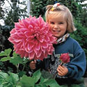 Dinner Plate Dahlia