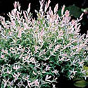 'Hakuro Nishiki Willow