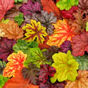 Heuchera