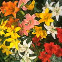 'Asiatic Lilies