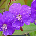 Tibouchina
