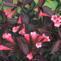 'Weigela