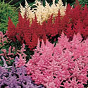 Astilbe