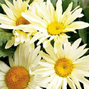 Broadway Lights Leucanthemum