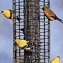 Bird Feeder