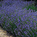 Hidcote Lavender