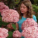 Invincibelle Spirit Hydrangea