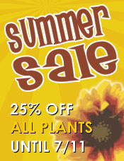 Summer Sale 25% OFF All Plants Until 7/11