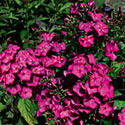 Volcano Phlox